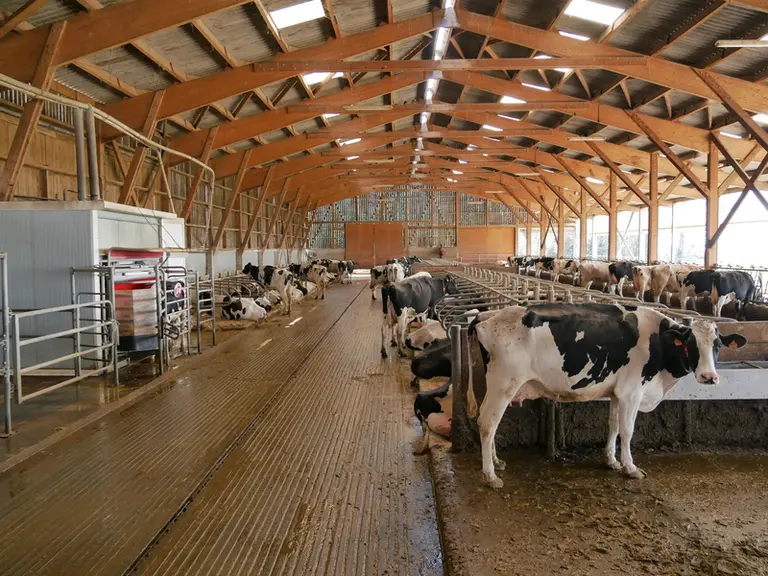 La nouvelle stabulation a coûté 630 000 euros en 2014 (hors subventions, robots inclus). Un coût limité grâce à l’autoconstruction. Elle est bien conçue (couloirs larges, bonne ventilation, nombreux points d’abreuvement).