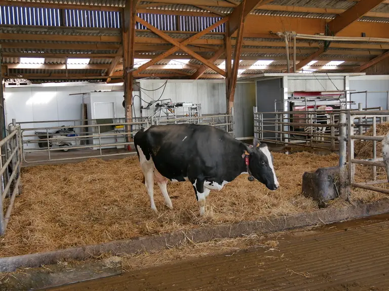 Les multipares restent sur une petite aire paillée quatre jours après le vêlage, les primipares au moins une semaine. L'aire sert aussi aux vaches à p