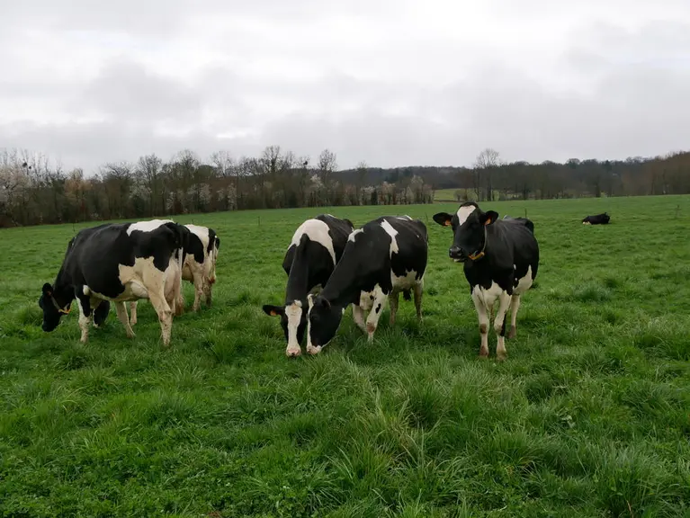 En cas de fortes chaleurs, faites-vous pâturer vos vaches uniquement la nuit ?