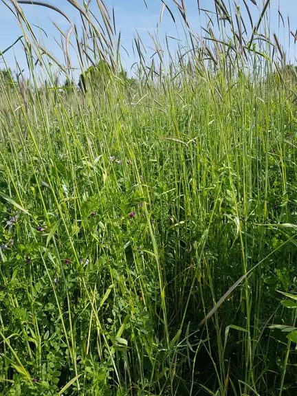 L'avoine protège le semis et les vaches en sont particulièrement friandes au pâturage.