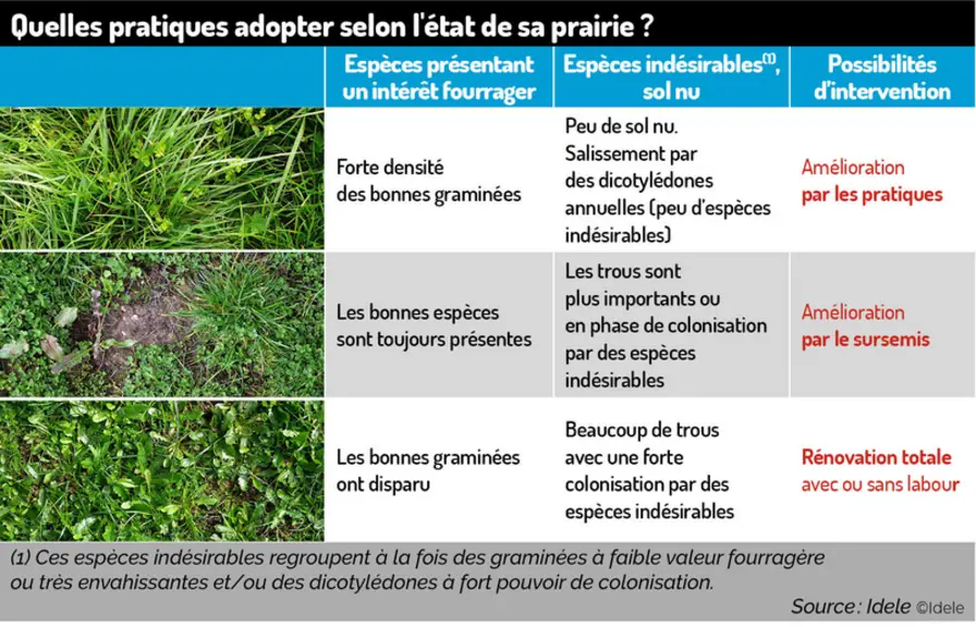 Les pratiques qui vous permettront de conserver la productivité de votre prairie