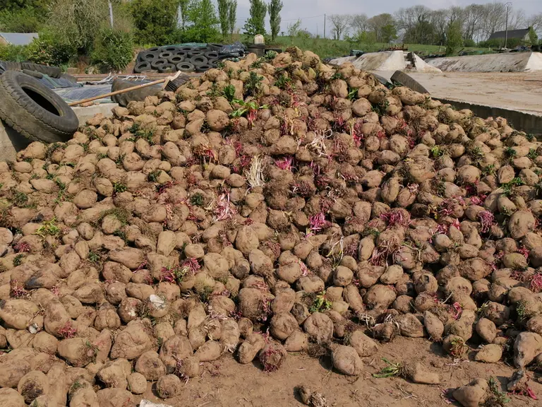 Au Gaec HIly, les betteraves sont pâturées mais aussi récoltées pour intégrer la ration en hiver.