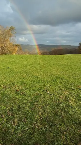 Un exemple de sursemis à l'automne de vesce avoine et semences prairiales dans une vieille prairie (au 10 novembre) .