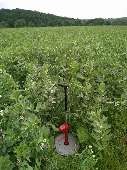 Seconde étape : la prairie semée sous couvert de méteil tout début avril est prête à être pâturée quelques jours après la récolte du couvert fin juin.
