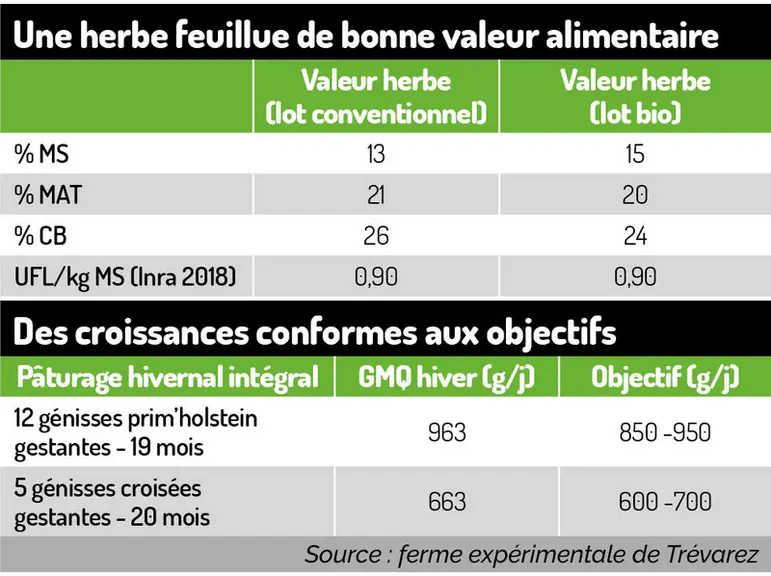 Avec le pâturage hivernal, les croissances des génisses sont au rendez-vous