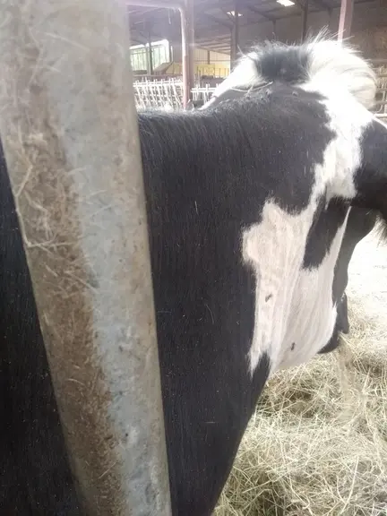 Discret liséré visible sur les taches blanches, au toucher la peau n’est pas souple.