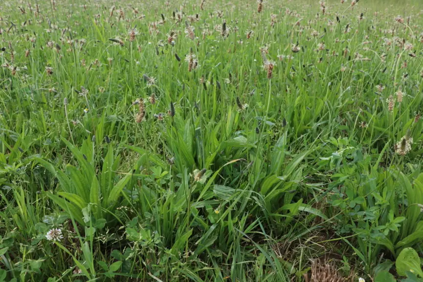 Prairie de fauche à dominante légumineuse et productive en été. La culture des légumineuses fourragères riches en protéines permet d’équilibrer les ra