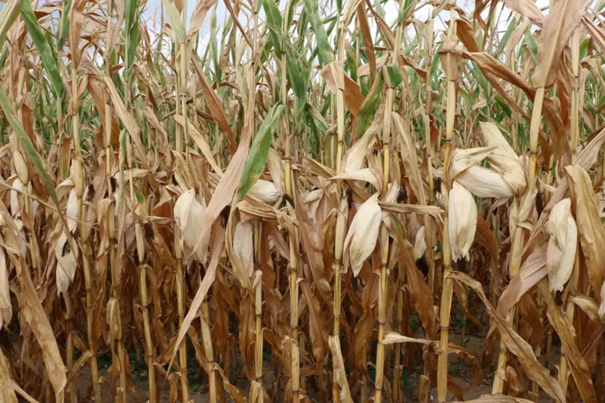 Les éleveurs commencent à utiliser leurs stocks fourragers de cette année, souvent de moins bonne qualité pour l'ensilage de maïs.