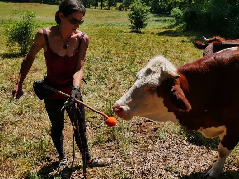 « Des vaches dociles, ça change la vie »