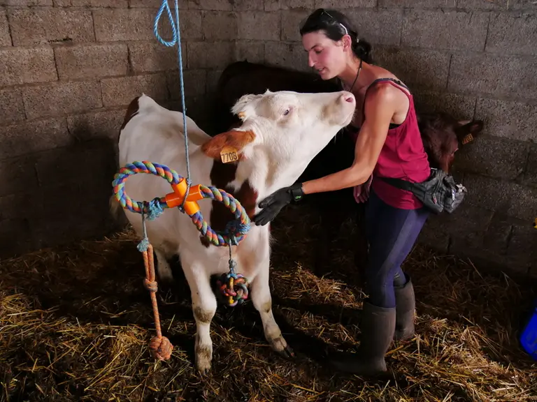 « Des vaches dociles, ça change la vie »