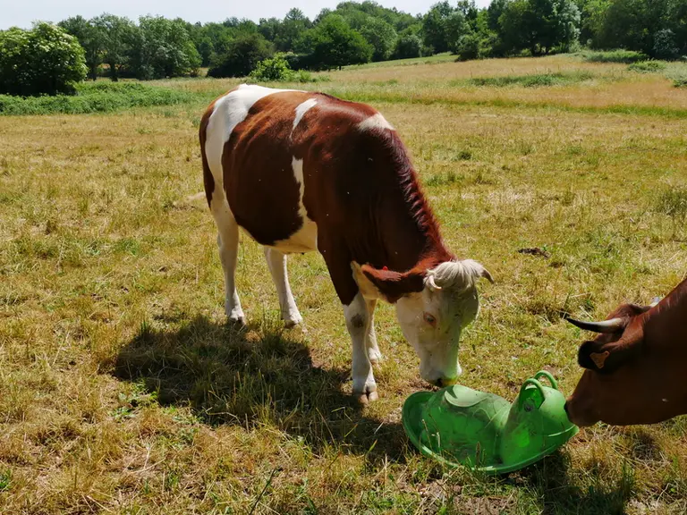 « Des vaches dociles, ça change la vie »