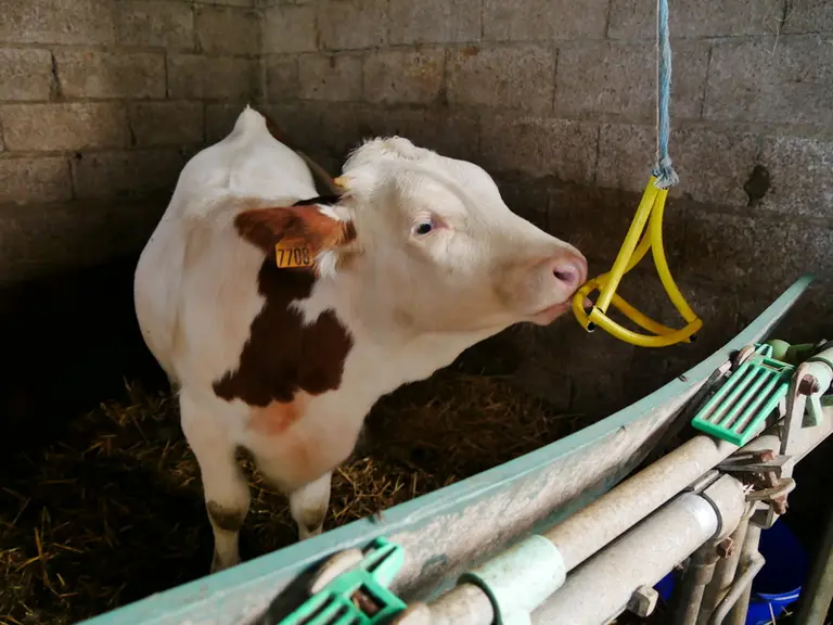 « Des vaches dociles, ça change la vie »
