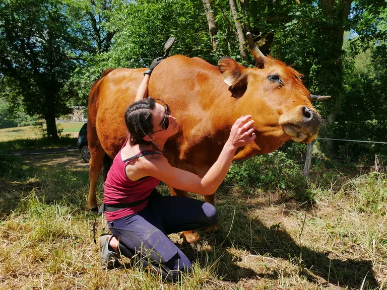 Les bovins aiment un contact franc, sans tâtonnement ni effleurement.