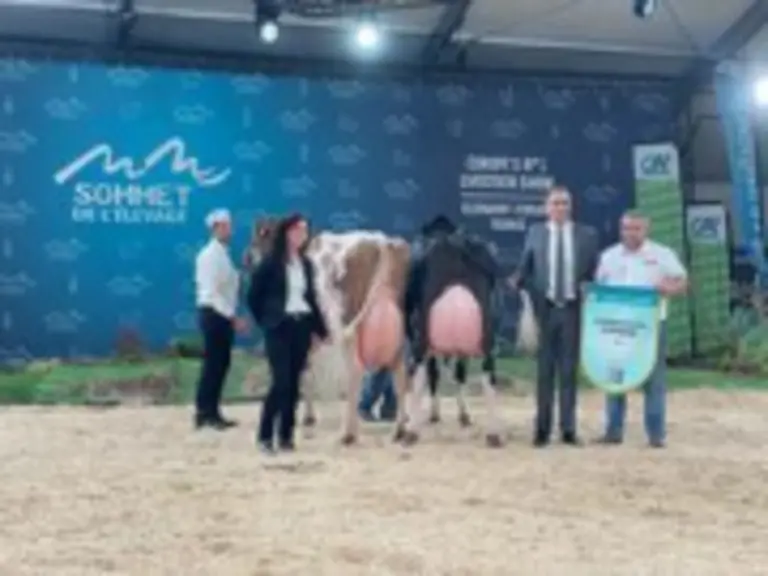 Laudu Red Hot (Armani RF) et Sancy Mahou (Diamondbac) on gagné le prix de grande championne dans leur catégorie respective.