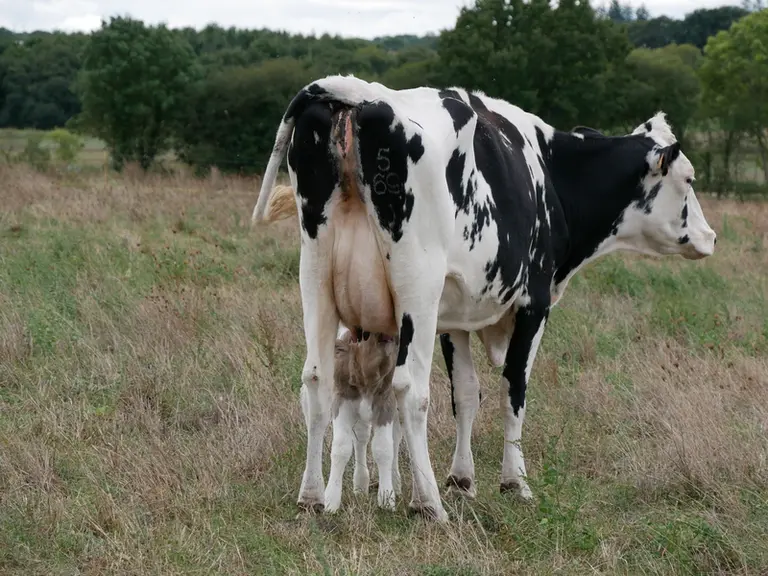 Les veaux restent avec leur mère 8 à 15 jours en pâture ou dans un box paillé en hiver. Ils sont systématiquement ramassés le mardi.