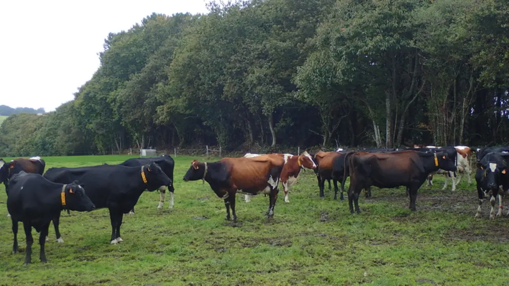 Les croisées sont des vaches robustes et résilientes parce qu’elles ont un pool de gènes large.