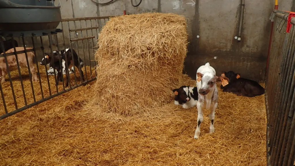 Pour améliorer le prix de vente des veaux, 121 euros en moyenne en 2021, la grande majorité des vaches sont croisées avec des taureaux de race à viande.