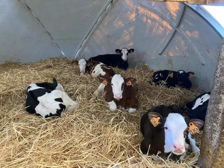 La plupart des femelles sont gardées pour le renouvellement. Les mâles sont vendus au même prix que des Holstein.