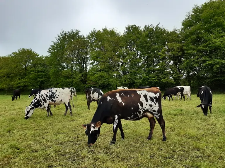 Les croisées produisent autant de lait que les Holstein au pâturage. Mais, elles sont plus pénalisées quand la ration hivernale manque d’azote.