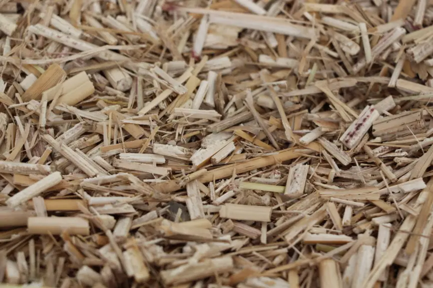 Le corps spongieux du miscanthus lui confère un fort pouvoir absorbant.