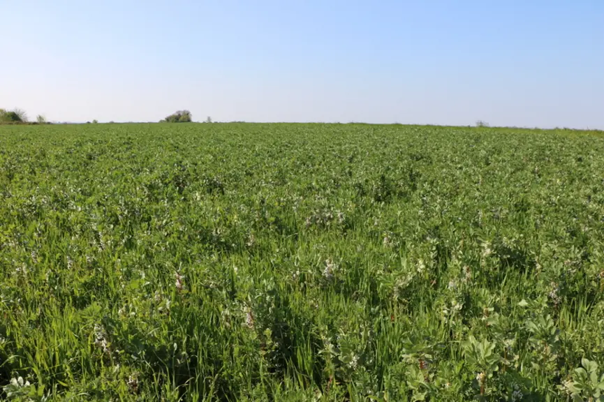 Les reproches faits aux méteils récoltés immatures sont qu'ils sont plus encombrants et plus coûteux qu'un ensilage d'herbe, et moins adaptés au sécha