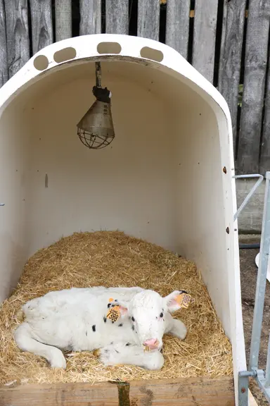 Pierre Guillemine a installé un système pour pouvoir fixer une lampe chauffante infrarouge dans les niches individuelles.