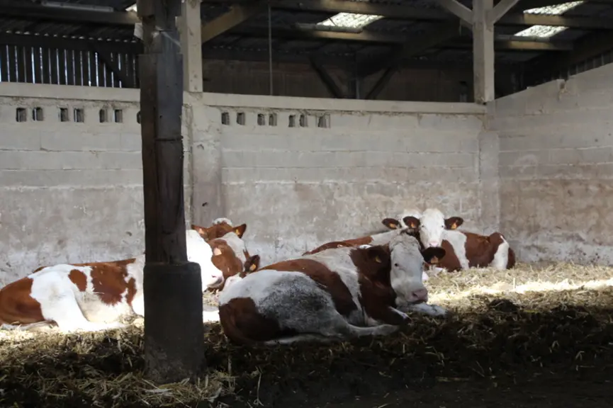 Après 28 mois d’élevage, les bœufs sont engraissés pendant 4 mois.