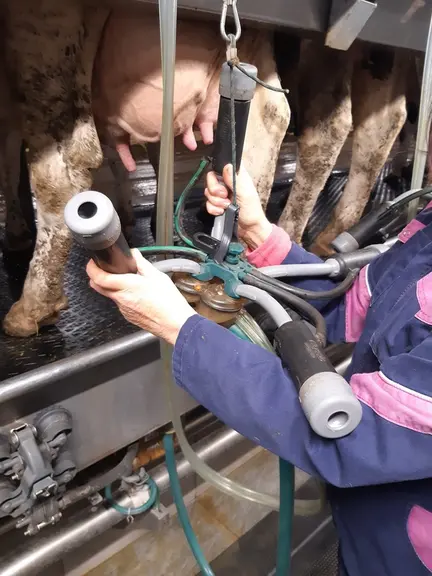 « La griffe est un vrai plus en matière d’ergonomie et de prévention des TMS, même si visuellement elle nous semblait volumineuse et compliquée. » La forme spécifique du manchon autorise un niveau de vide de traite élevé, et donc de travailler avec des gobelets plus légers en composite.