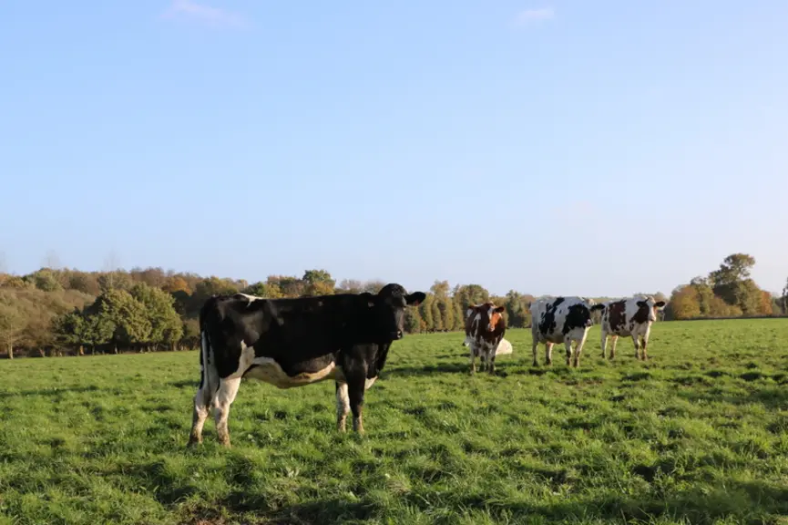 L'herbe est pour l'essentiel pâturée par les vaches traites, les génisses de plus de 12 mois, et les taries qui ont une parcelle pauvre en trèfle et un apport d'ensilage de maïs. Seuls quelques débrayages au printemps produisent du foin, qui est donné aux génisses.