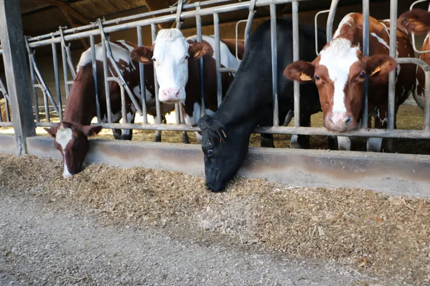 Le maïs ensilage est distribué toute l'année. En octobre, la ration se composait d'environ 1 kg MS d'herbe pâturée par vache, 18 kg MS/VL de maïs ensilage 2021, avec 3,8 kg de tourteaux dans la ration de base et jusqu'à 2 kg de complémentation individuelle amenée à l'auge aux plus productives. La taille réduite du cheptel permet de se passer de DAC.