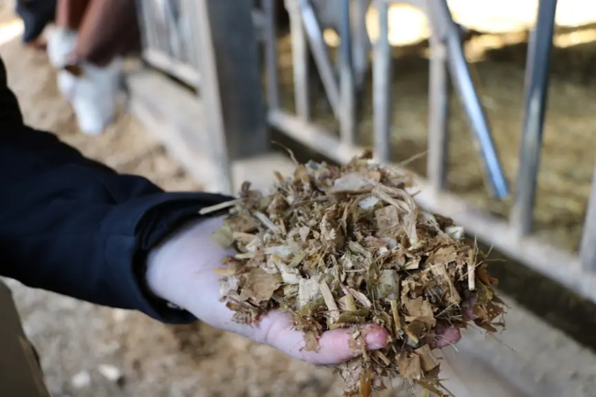L'ensilage de cette année étant très sec, il a été mouillé pour stimuler l'ingestion, avec 3 litres d'eau. « Avec les maïs de cette année, on peut monter jusque 5-6 litres d’eau par vache », souligne Sophie Auvé.