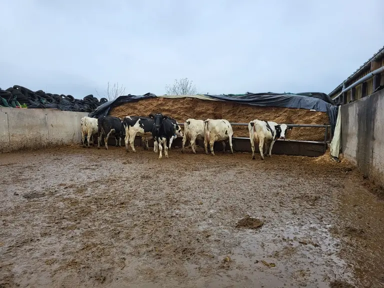 Un quart du troupeau affiche plus de cinq lactations. La plus âgée, huit lactations. « Le vieillissement n’est pas un critère de réforme ; tant qu’elles produisent, je les garde. »