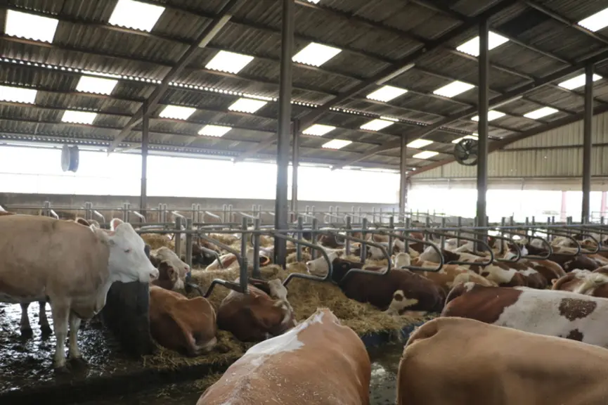 Les vaches sont dans des logettes creuses paillées. Le bâtiment est équipé de ventilateurs et brumisateurs depuis deux ans. 