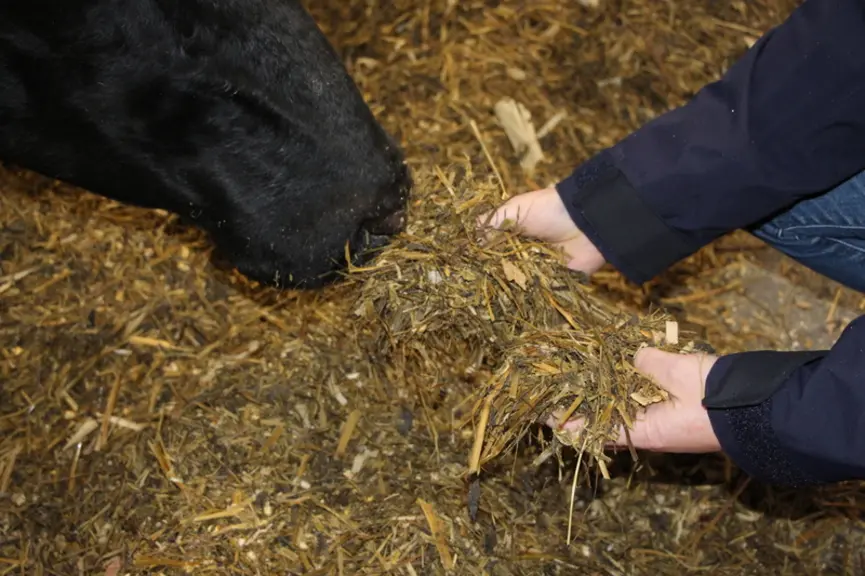 L’hiver, la ration comprend 5 kg MS d’ensilage d’herbe, 4 kg de méteil, 4 kg de maïs épi, 1,2 kg de betterave, 1,5 kg de VL, contenant 20 % de féverole de l’exploitation et 0,2 à 1 kg de tourteau de soja.