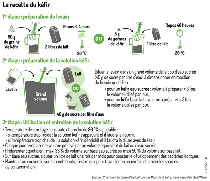 Le kéfir, un breuvage aux multiples usages en élevage laitier