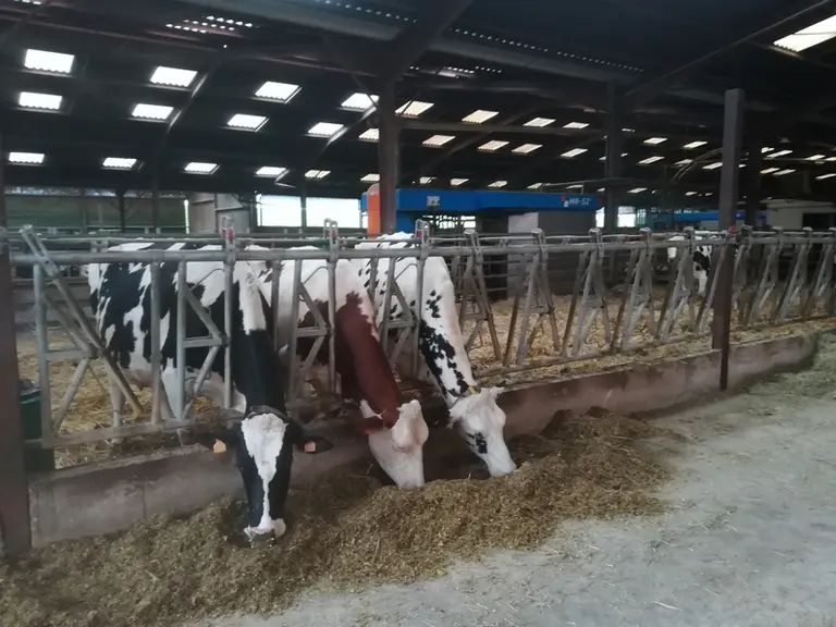 Les taries en préparation au vêlage reçoivent 25 kilos de la ration des vaches en lactation, plus 1 kilo de correcteur azoté et une minéralisation spé