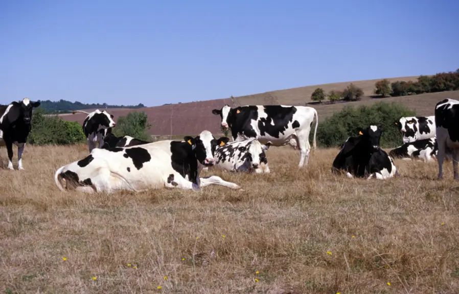 En cas de perte de rendement supérieure au seuil d’intervention (30 % pour les prairies), l’État apportera une couverture universelle. Elle sera major