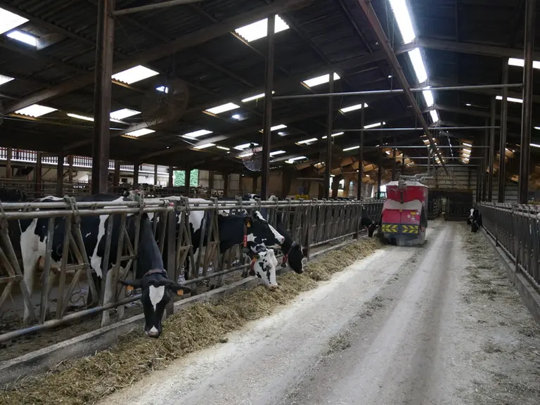 Les robots d'alimentation permettent de multiplier le nombre de distributions quotidiennes, afin que les animaux bénéficient toujours d'un fourrage ap