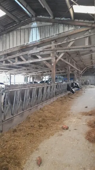 Extension du bâtiment avec toiture non isolée et translucides au premier plan. Toiture isolée au second plan.