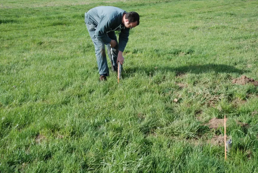 campagnol terrestre, rat taupier, piège, agriculteur, prairie