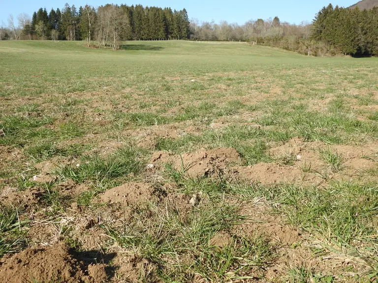 ravage de campagnols terrestres, rat taupier, prairie, Massif central