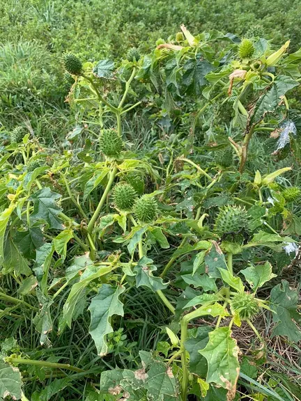 datura, plante toxique pour les bovins