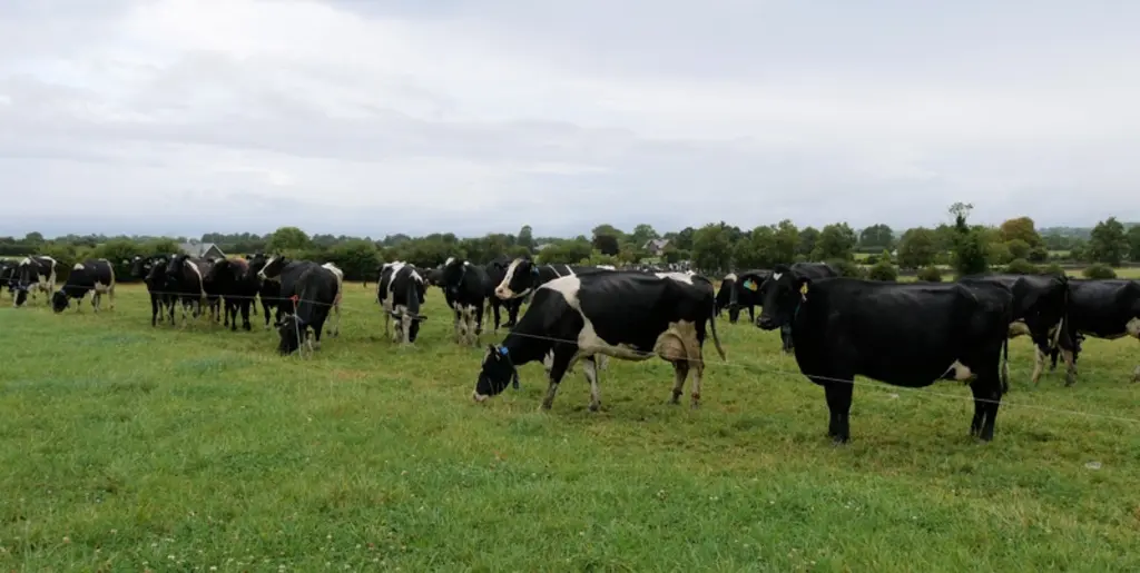 Les Irlandais se sont aperçus que le trèfle blanc boostait la production laitière des vaches, même quand sa présence était limitée à 15-20 % de la bio