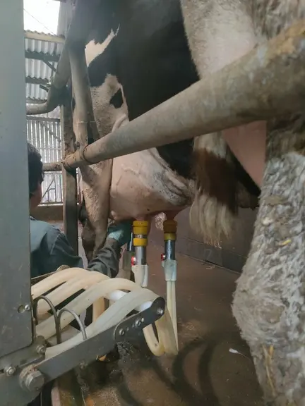 À la mise en marche, les tuyaux sortent de leur armoire de rangement. Chaque manchon se branche individuellement. Au moment de la dépose, les gobelets