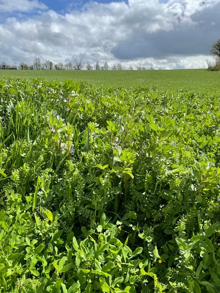 méteil prairies