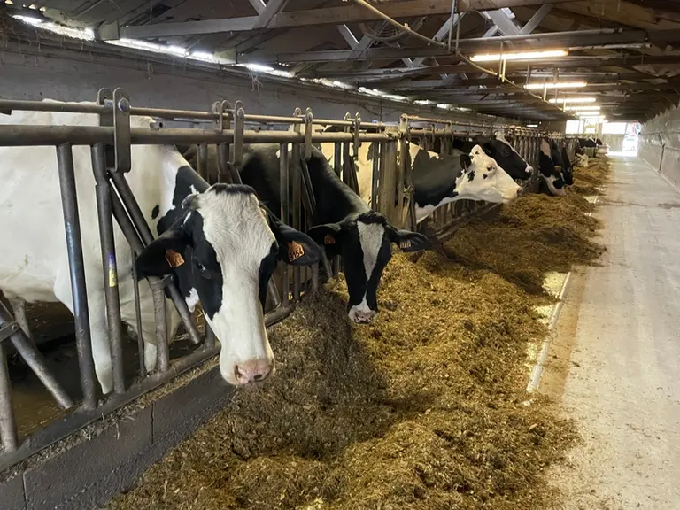 vache à l'auge mangeant du fourrage
