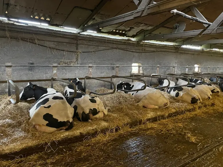 vaches couchées en logettes