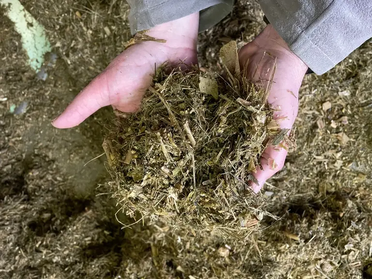 ration pour vaches laitières
