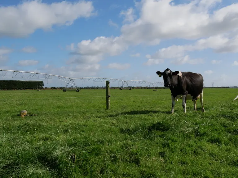 Dans l'île du Sud, les meilleures terres - irriguées - sont réservées aux vaches laitières.