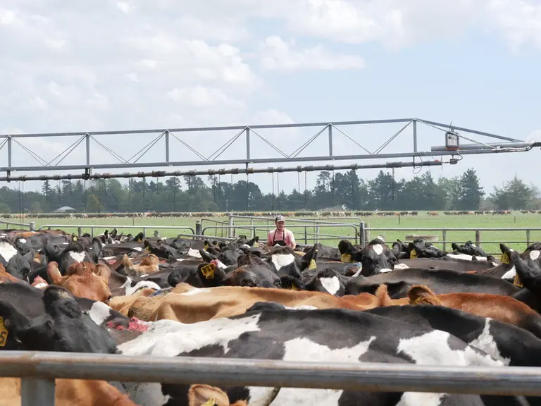 Chez Sue et Ted Rollinson, les 1500 vaches de l'exploitation sont traites en 3 heures grâce à un manège de 70 places. Au fond, à perte de vue, la queue que forment les ...